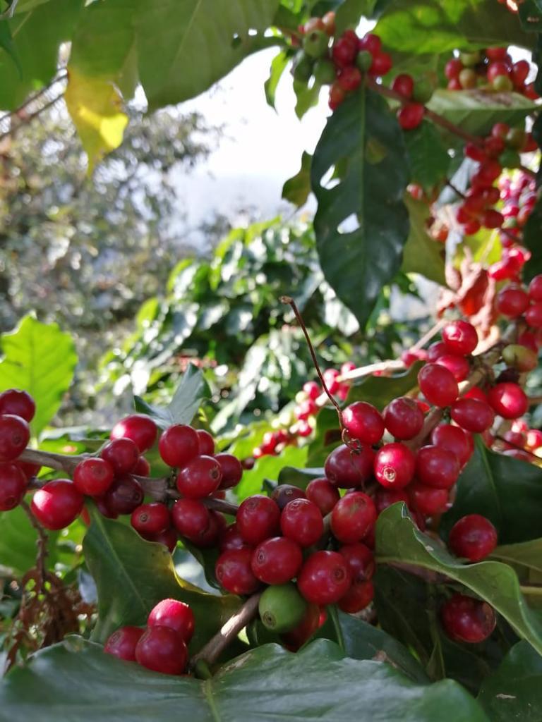 Cerezas de café maduras en la planta